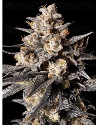Apple Bananas - 00 SEEDS