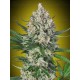 Lemon OG - 00 SEEDS