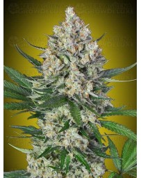 Lemon OG - 00 SEEDS