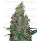 Mandarine Jam - SENSI SEEDS 