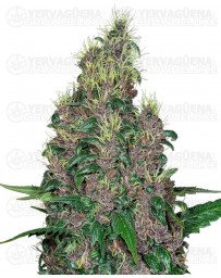 Mandarine Jam - SENSI SEEDS 