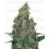 Mandarine Jam - SENSI SEEDS 