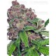 Cherry Bacio - SENSI SEEDS 