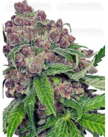 Cherry Bacio - SENSI SEEDS 