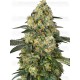 Big Berry Bliss - SENSI SEEDS 