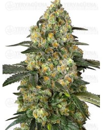 Big Berry Bliss - SENSI SEEDS 