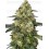 Big Berry Bliss - SENSI SEEDS 