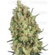 Candy Hash - SENSI SEEDS 