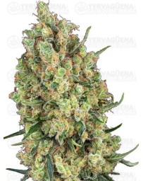 Candy Hash - SENSI SEEDS 