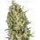 Candy Hash - SENSI SEEDS 