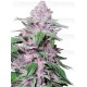 Purple Cookie Kush - SENSI SEEDS 