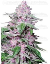 Purple Cookie Kush - SENSI SEEDS 