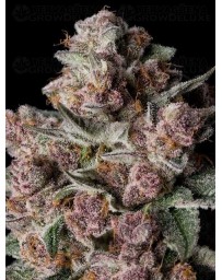 Tropical Jam - Silent Seeds