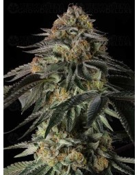 Rainbow Gas - Silent Seeds