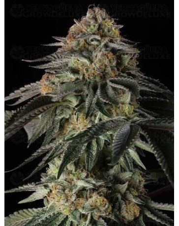 Rainbow Gas - Silent Seeds
