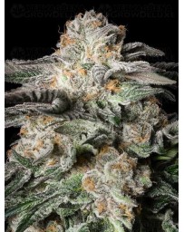 Mint Candy - Silent Seeds