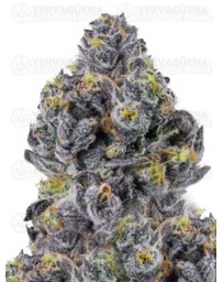 Sticky Wasabi Triploid F1 - Growers Choice