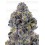 Sticky Wasabi Triploid F1 - Growers Choice