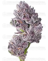 Triploid F1 Iced Sangria - Growers Choice