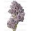 Triploid F1 Iced Sangria - Growers Choice