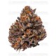Triploid F1 Tropicana Cherry - GrowersChoice