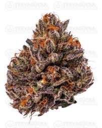 Triploid F1 Tropicana Cherry - GrowersChoice