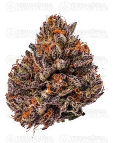 Triploid F1 Tropicana Cherry - GrowersChoice