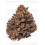 Triploid F1 Tropicana Cherry - GrowersChoice
