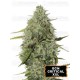 BCN Critical XXL Autofloreciente - Seedstockers