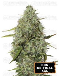 BCN Critical XXL Autofloreciente - Seedstockers