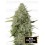 BCN Critical XXL Autofloreciente - Seedstockers