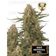 BCN Critical XXL Feminizada - Seedstockers
