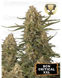 BCN Critical XXL Feminizada - Seedstockers