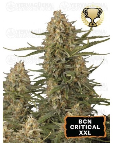 BCN Critical XXL Feminizada - Seedstockers
