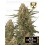 BCN Critical XXL Feminizada - Seedstockers