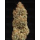 BCN Critical XXL Autofloreciente - Seedstockers