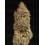 BCN Critical XXL Autofloreciente - Seedstockers