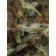 BCN Critical XXL Autofloreciente - Seedstockers