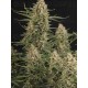 BCN Critical XXL Autofloreciente - Seedstockers