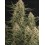 BCN Critical XXL Autofloreciente - Seedstockers