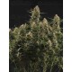 BCN Critical XXL Autofloreciente - Seedstockers