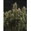 BCN Critical XXL Autofloreciente - Seedstockers