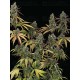 Sagrada Amnesia - Seedstockers