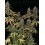 Sagrada Amnesia - Seedstockers