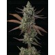 Sagrada Amnesia - Seedstockers