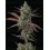 Sagrada Amnesia - Seedstockers