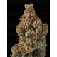 Sagrada Amnesia - Seedstockers