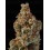Sagrada Amnesia - Seedstockers