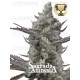 Sagrada Amnesia - Seedstockers