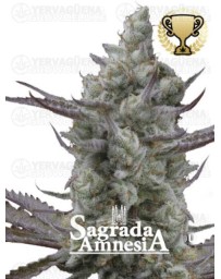 Sagrada Amnesia - Seedstockers